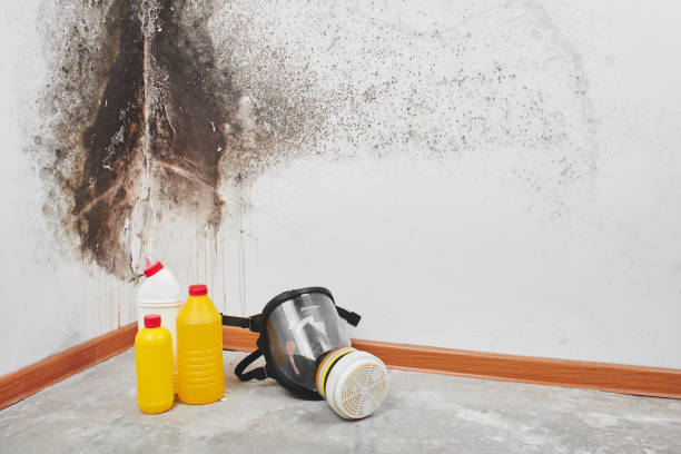 Mold Removal Process in St Clair, PA