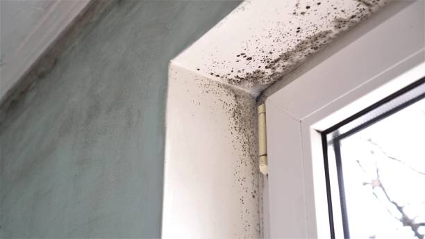 Best Office Mold Removal Services  in St Clair, PA