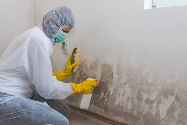 Best Affordable Mold Removal  in St Clair, PA