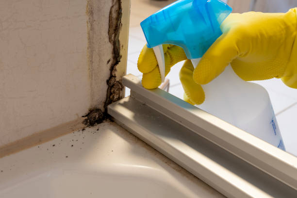 Best Mold Removal Process  in St Clair, PA