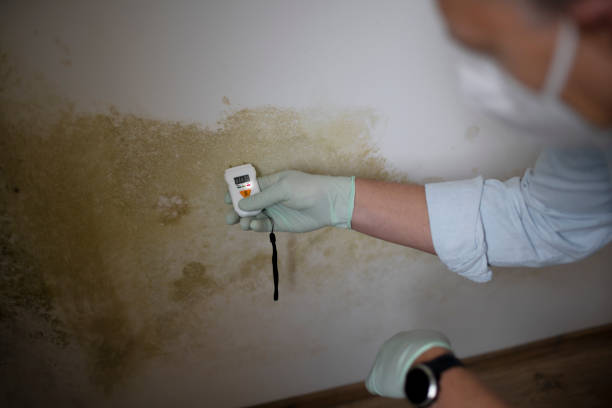 Best Mold Damage Repair  in St Clair, PA