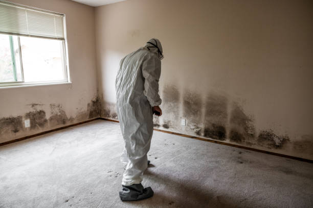 Best Black Mold Removal  in St Clair, PA