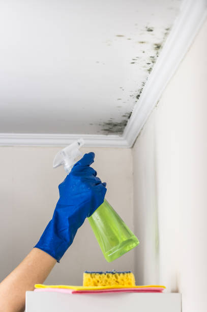 Best Attic Mold Removal  in St Clair, PA
